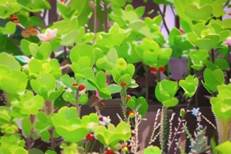 1a023d4f76483270597e4d41df4e936